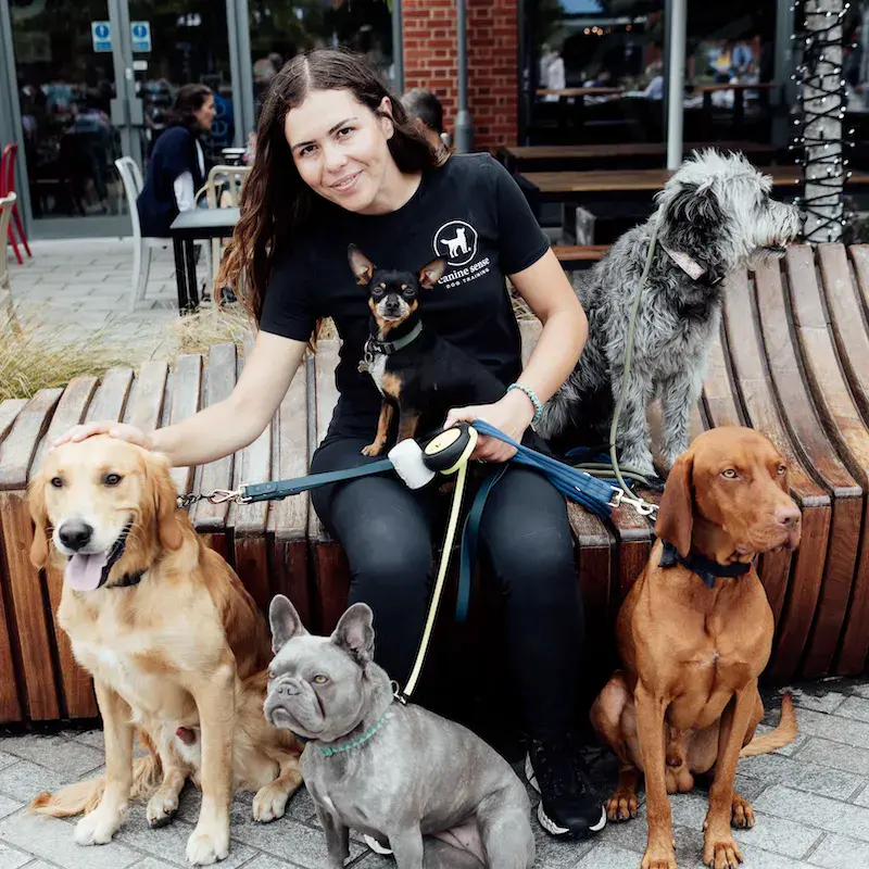 City Paws - Reading - Image 7